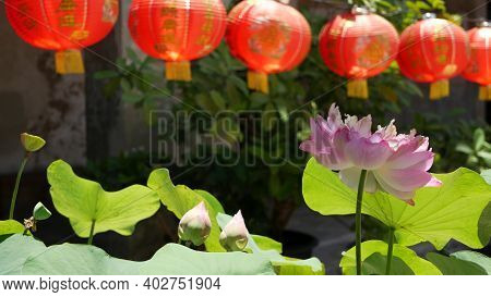 Red Paper Lanterns Hanging In Temple Yard On Sunny Day Between Juicy Greenery In Oriental Country. T