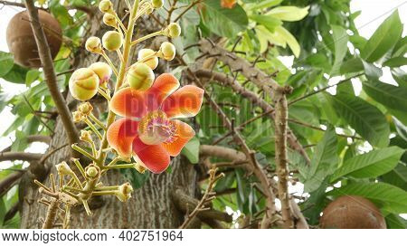 Exotic Flowers And Tree. Dangerous Large Powerful Green Tropical Tree Cannonball Salalanga Blooming 