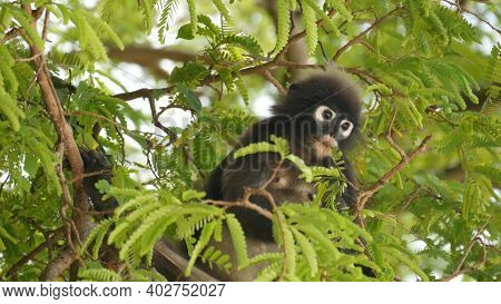 Cute Spectacled Leaf Langur, Dusky Monkey On Tree Branch Amidst Green Leaves In Ang Thong National P