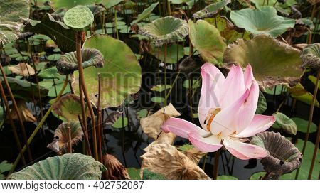 From Above Green Yellow Lotus Leaves On Tall Stem And Seeds In Gloomy Water. Lake, Pond Or Swamp. Bu