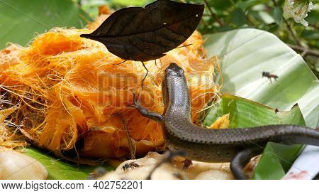 Tropical Exotic Butterfly In Jungle Rainforest Sitting On Green Leaves, Macro Close Up. Spring Parad