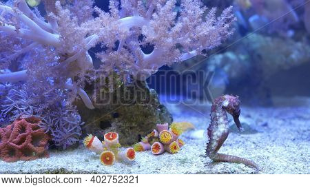 Seahorse Amidst Corals In Aquarium. Close Up Seahorses Swimming Near Wonderful Corals In Clean Aquar