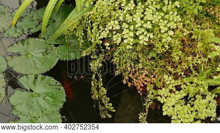 Green Plants In Tropical Pond. Various Green Exotic Plants Growing In Calm Tropical Lake Or River On