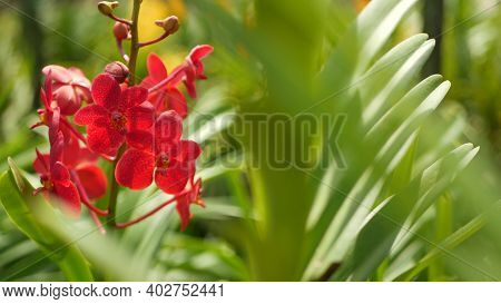 Blurred Macro Close Up, Colorful Tropical Orchid Flower In Spring Garden, Tender Petals Among Sunny 