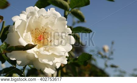 English Roses Garden. Rosarium Floral Background. Tender Flowers Blooming, Honey Bee Collects Pollen