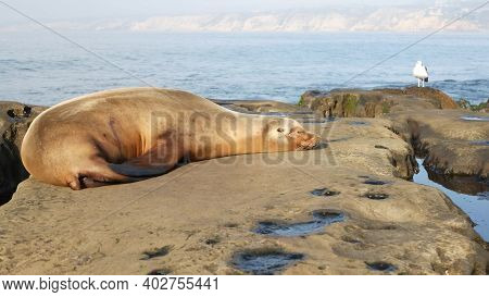 Sea Lion On The Rock In La Jolla. Wild Eared Seal Resting Near Pacific Ocean On Stone. Funny Wildlif