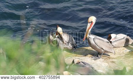 Brown Pelicans With Throat Pouch And Double-crested Cormorants After Fishing, Rock In La Jolla Cove.