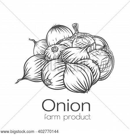 Outline Onion Bulbs Banner. Monochrome Vector Illustration For Design Ad Farm Products. Piles Of Rip