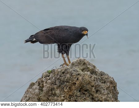 Great Black Hawk, Buteogallus Urubitinga, Bocas Del Toro, Panama