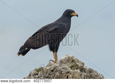Great Black Hawk, Buteogallus Urubitinga, Bocas Del Toro, Panama