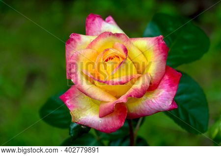 Close-up Of Garden Rose Pullman Orient Express
