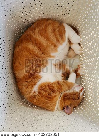 Ginger Cat Sleeping In A Laundry Basket