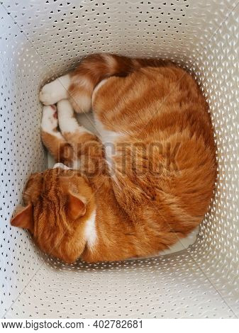 Ginger Cat Sleeping In A Laundry Basket
