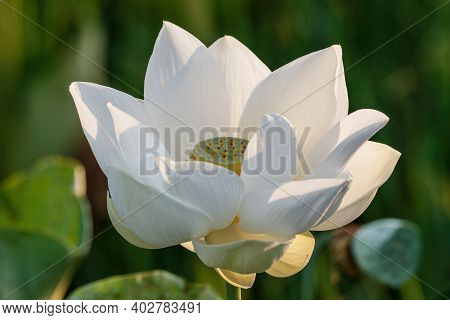 White Water Lily With Yellow Stamens In Full Flower In A Pond