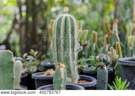 Close Up Of Cattus In Potted In Garden.