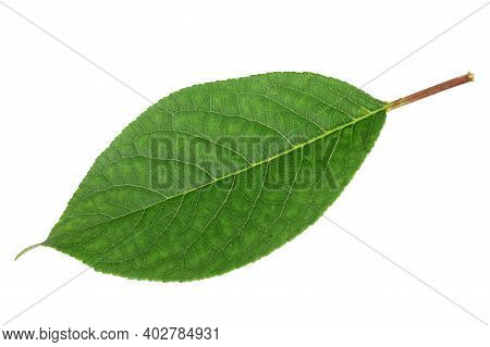 Sweet Cherry Leaf Isolated On White. Detailed Retouch