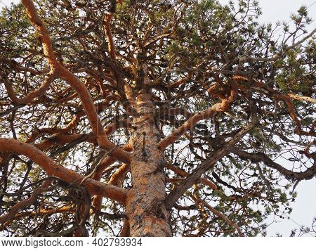 Curly Pine (pinus Sylvestris) Branches Photographed Upwards