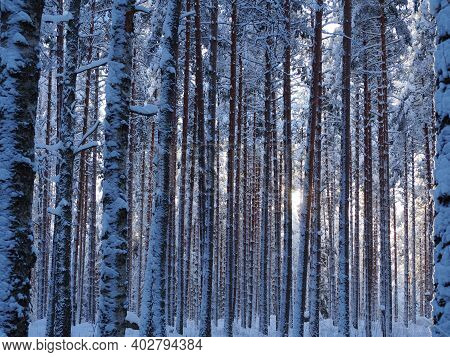 Pine Forest On A Bright Winter Day