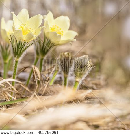 Beautiful Floral Background With First Spring Flower Snowdrop. Natural White Pasque Flower Close Up 