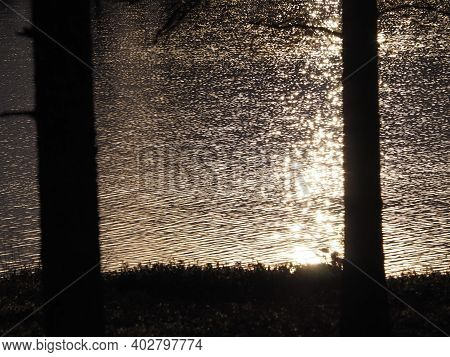 Golden Glitter Water And Trees With Dark Silhouette