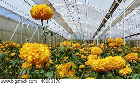Field Of Growing Bright Orange Blooming Flowers. Tagetes Erecta Or Marigold Plantation. In Mexico Ta