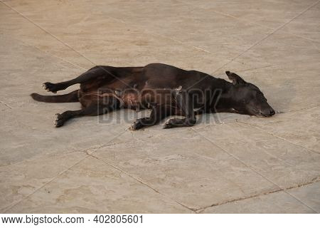 A Lonely Black Dog Sleeping On Asphalt Road. She Is Malnourished And Diseased. Shd