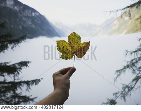 Hand Holding Acer Yellow Orange Autumn Fall Season Pseudoplatanus Sycamore Maple Leaf Mountain Panor