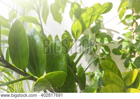 Pots With Various Flowers On Windowsill. Home Gardening And Indoor Plants Concept. Zamioculcas Is A 