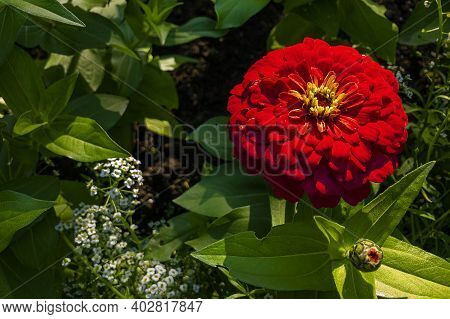 Zinnia (tsinia) Is Genus Of Annual And Perennial Grasses And Shrubs Of Asteraceae Family. Blooming R
