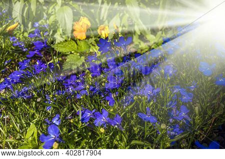 Blue Flowers On Flowerbed In City Park On Sunny Summer Day. Lobelia Erinus Or Lobelia Long-stemmed I