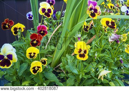 Multicolored Flowers On Flowerbed In City Park On Sunny Summer Day. Violka Vittroka Or Garden Pansie