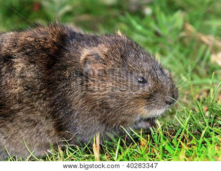 Vole wody