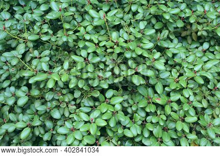 Green Natural Texture. Textured Background. Foliage Of Plant. Texture Of Green Branches And Leaves. 