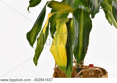 Yellowing Leaf Of Tropical Houseplant With Botanic Name Dracaena Massangeana