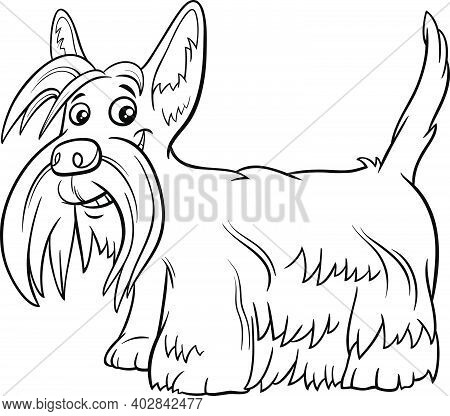Black And White Cartoon Illustration Of Scottish Terrier Purebred Dog Animal Character Coloring Book