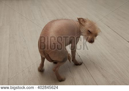 The Scary Cute Bald Chinese Crested Dog Closed His Eyes And Tucked His Tail. Dog In The Apartment.