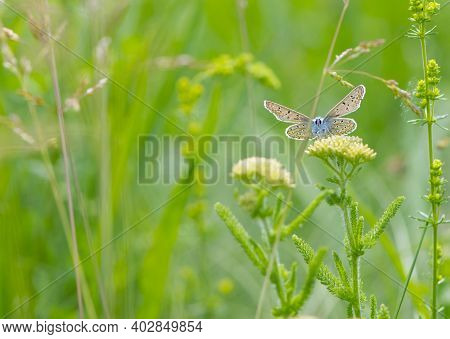 Plebejus Argus Butterfly Sits On A Wildflower In The Green Grass. Beautiful Butterfly On Small Meado