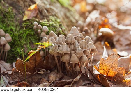 Psilocybe Bohemica Mushrooms In The Autumn Forest Among Fallen Leaves.