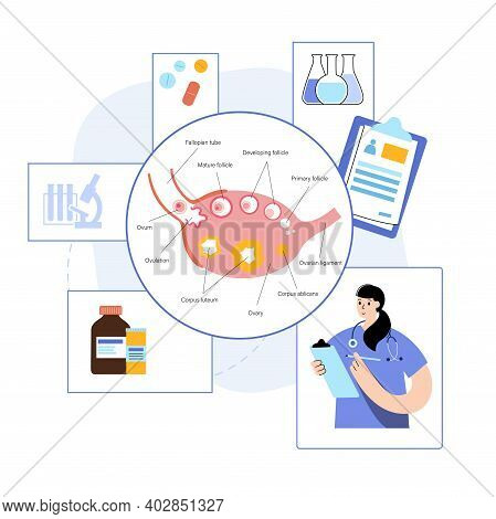 Female Human Ovary Anatomy. Ovum Development Diagram. Pergnancy And Ovulation Stages On Medical Post