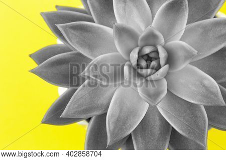 Trendy Grey Succulent Haworthia Cymbiformis Closeup On Yellow Background, Macro. For Social Media, B