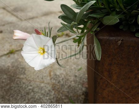 Convolvulus Cneorum, The Silverbush Or Shrubby Bindweed Flowering Plant In The Rusty Pot