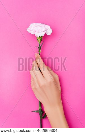Top View Of Female Hand With Pastel Nail Polish On Fingernails And Carnation Flower On Pink Backgrou
