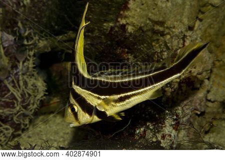 The Jackknifefish (equetus Lanceolatus) Swims In The Aquarium.