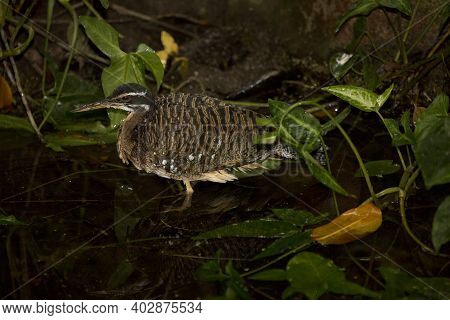 The Sunbittern (eurypyga Helias) In The Zoological Garden.