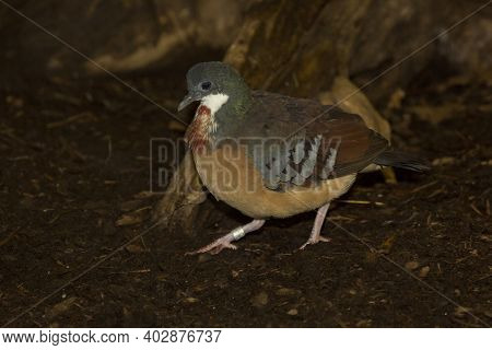 The Mindanao Bleeding-heart (gallicolumba Crinigera) In Zoo.