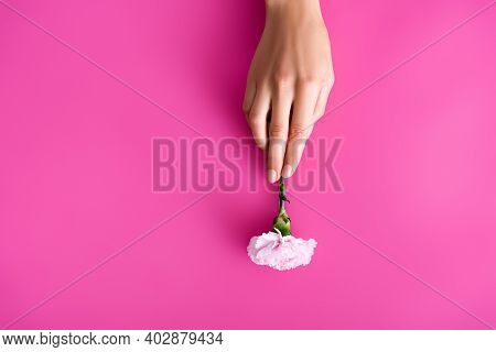 Top View Of Female Hand With Pastel Nails Near Carnation Flower On Pink Background