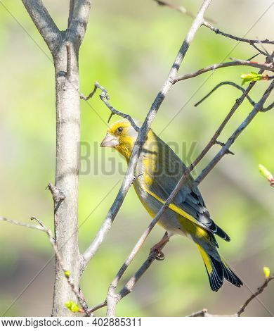 Green And Yellow Songbird, European Greenfinch Sitting On A Branch In Spring. The European Greenfinc