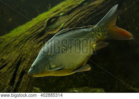 Common Carp Or European Carp (cyprinus Carpio).