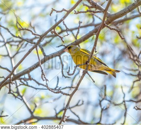 Green And Yellow Songbird, European Greenfinch Sitting On A Branch In Spring. The European Greenfinc