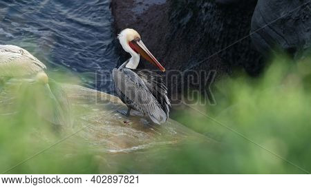 Brown Pelican With Throat Pouch And Large Beak After Fishing, Sandstone Rock In La Jolla Cove. Sea B
